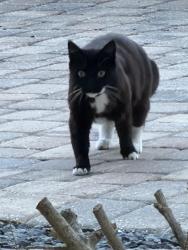 Found/Stray Female Cat last seen Trader Joe’s, Jacksonville Beach, FL 32250