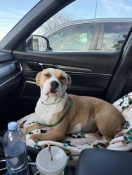Reunited Female Dog last seen Laurel Canyon Blvd , Los Angeles, CA 91606