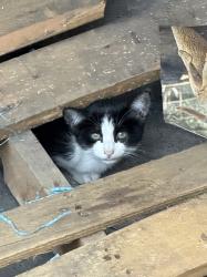 Found/Stray Unknown Cat last seen Elklane, Hacienda Heights, CA 91745