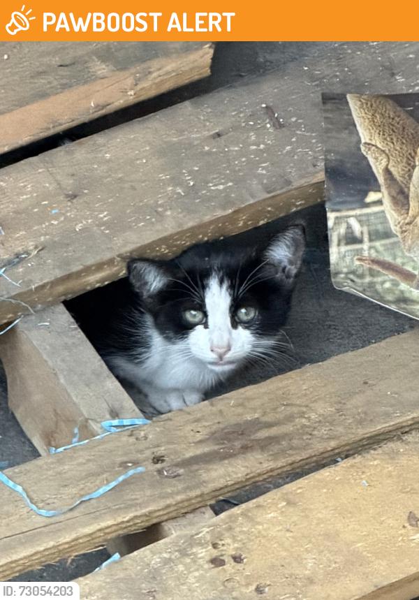 Found/Stray Unknown Cat last seen Elklane, Hacienda Heights, CA 91745