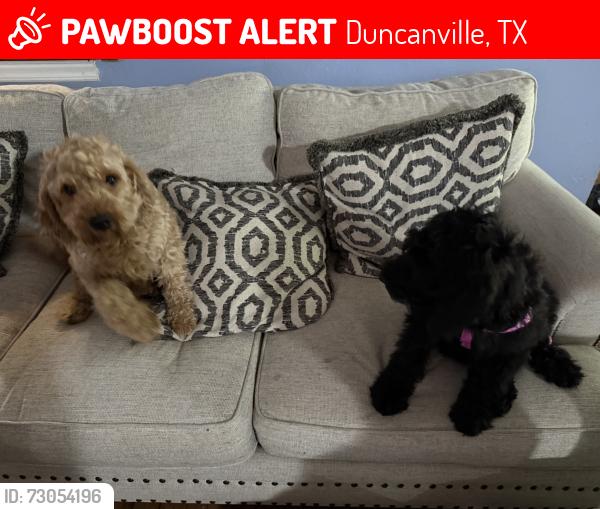 Lost Male Dog last seen Jungle and Frank Kessler Redbird area I/20, Duncanville, TX 75116