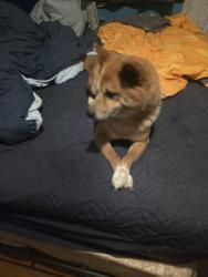 Reunited Male Dog last seen Between Helix and Guatay Ave 91911, Chula Vista, CA 91911
