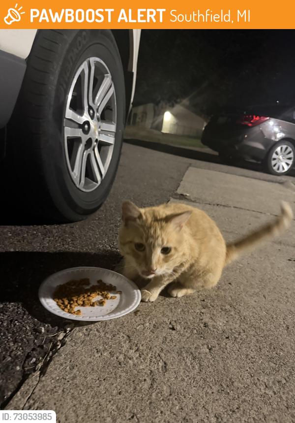 Found/Stray Male Cat last seen Near berg rd, meijer, chic fil a , Southfield, MI 48033