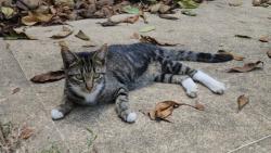 Reunited Female Cat last seen Timberline ests area, Conroe, TX 77303