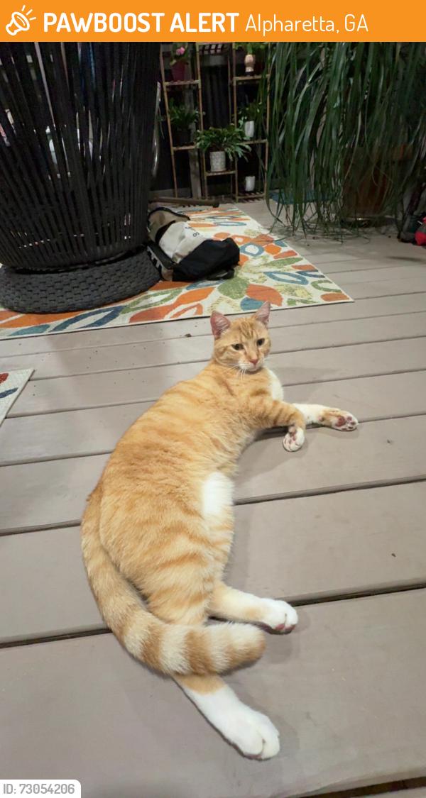 Found/Stray Unknown Cat last seen Breckenridge Lane and Timberline Place , Alpharetta, GA 30005