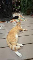 Found/Stray Unknown Cat last seen Breckenridge Lane and Timberline Place , Alpharetta, GA 30005