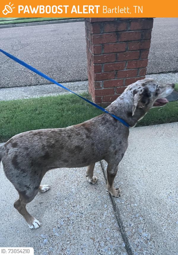 Found/Stray Female Dog last seen Hey 64, Bartlett, TN 38133