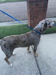 Found/Stray Female Dog last seen Hey 64, Bartlett, TN 38133