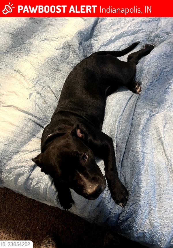 Lost Female Dog last seen Decatur Central Middle School , Indianapolis, IN 46221