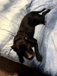 Lost Female Dog last seen Decatur Central Middle School , Indianapolis, IN 46221