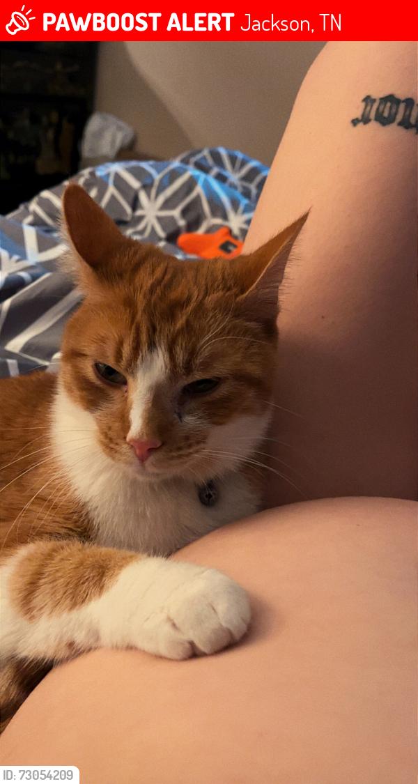 Lost Male Cat last seen North Highland, Highland Hills, Bon Air Circl, Jackson, TN 38305