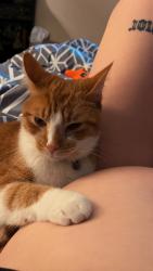 Lost Male Cat last seen North Highland, Highland Hills, Bon Air Circl, Jackson, TN 38305
