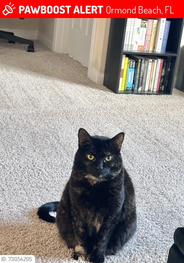 Lost Female Cat last seen By ocean shore blvd and Sandra dr, Ormond Beach, FL 32176