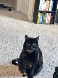 Lost Female Cat last seen By ocean shore blvd and Sandra dr, Ormond Beach, FL 32176