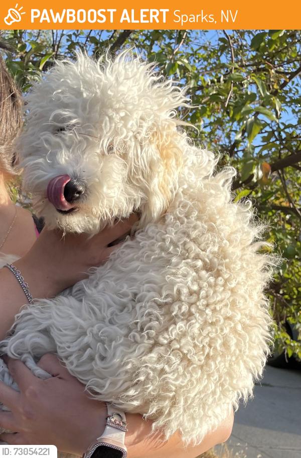 Found/Stray Male Dog last seen Prater and Maracco, Sparks, NV 89434