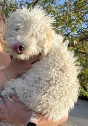 Found/Stray Male Dog last seen Prater and Maracco, Sparks, NV 89434
