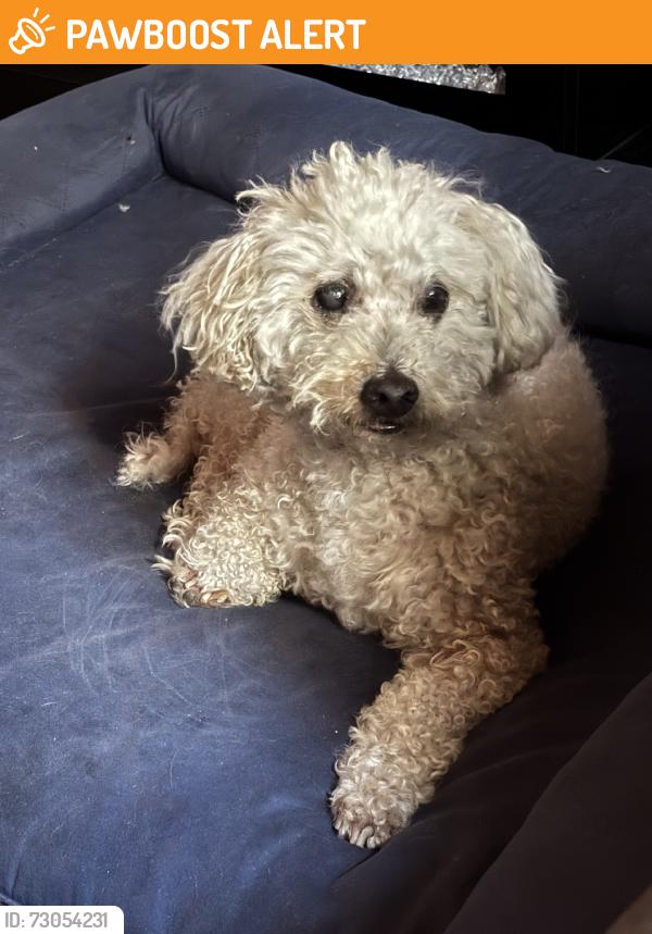 Found/Stray Male Dog last seen At a park in rowland, Rowland Heights, CA 91748