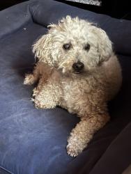Found/Stray Male Dog last seen At a park in rowland, Rowland Heights, CA 91748