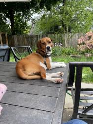 Reunited Male Dog last seen NY Presbyterian , White Plains, NY 10601