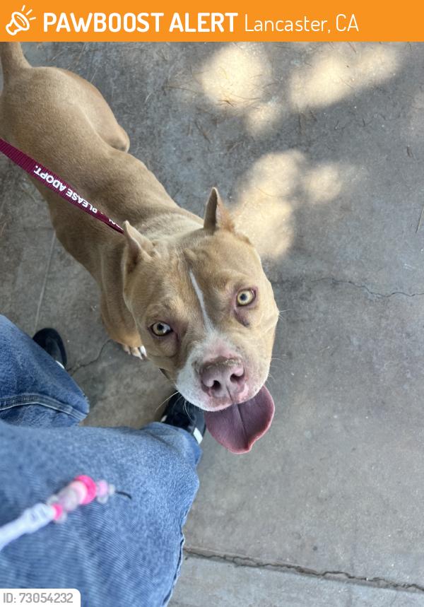 Found/Stray Female Dog last seen Lancaster and Challenger, Lancaster, CA 93535