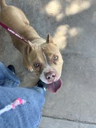 Found/Stray Female Dog last seen Lancaster and Challenger, Lancaster, CA 93535