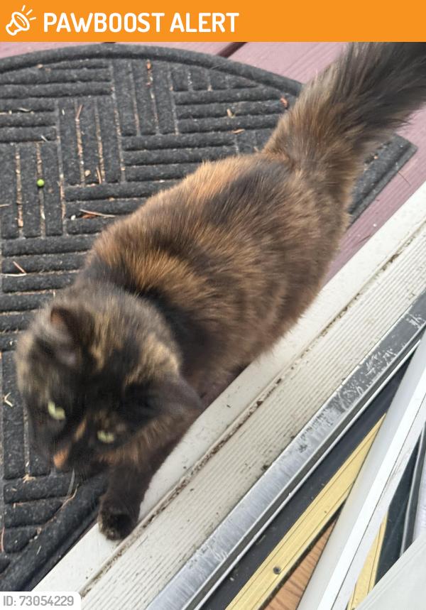Found/Stray Female Cat last seen 82nd and Johnson Creek, Clackamas County, OR 97206