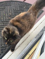 Found/Stray Female Cat last seen 82nd and Johnson Creek, Clackamas County, OR 97206