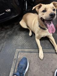 Reunited Female Dog last seen State Road, Parma, OH 44134