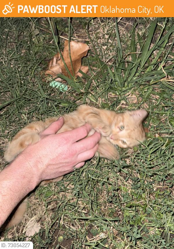 Found/Stray Male Cat last seen Roff Ave and 29th, Oklahoma City, OK 73112
