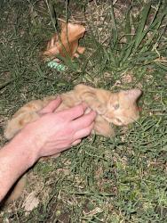 Found/Stray Male Cat last seen Roff Ave and 29th, Oklahoma City, OK 73112