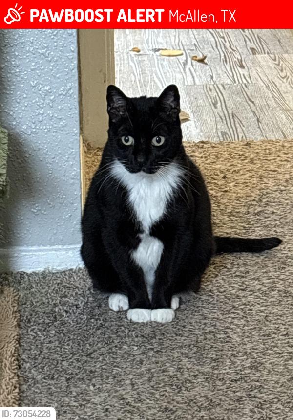 Lost Male Cat last seen Nikki Rowe Hugh School, McAllen, TX 78501