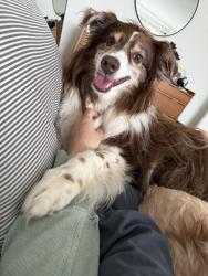 Lost Male Dog last seen Mount Catherine Loop, just off the Mill Creek Bridge, Snoqualmie, Snoqualmie, WA 98065