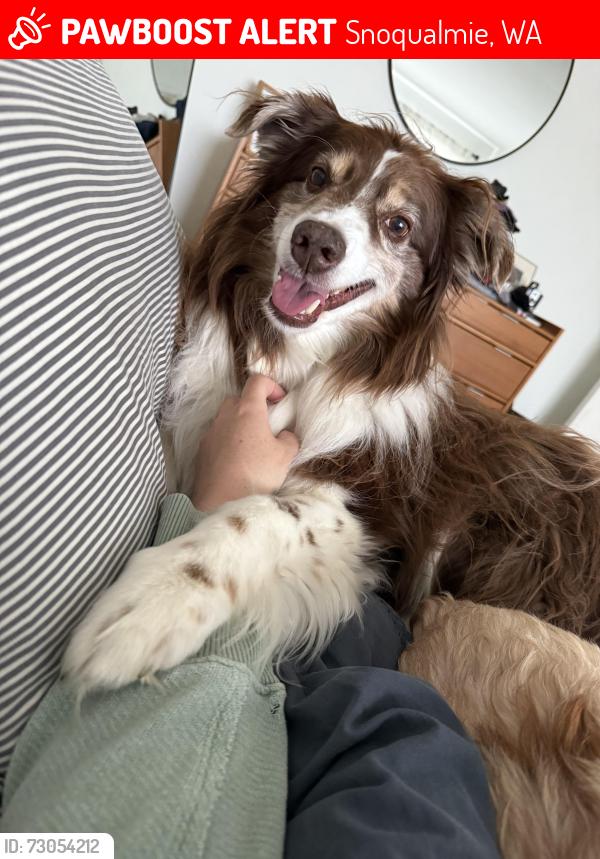 Lost Male Dog last seen Mount Catherine Loop, just off the Mill Creek Bridge, Snoqualmie, Snoqualmie, WA 98065