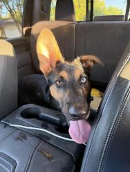 Found/Stray Unknown Dog last seen Warwick and rumble , Modesto, CA 95350