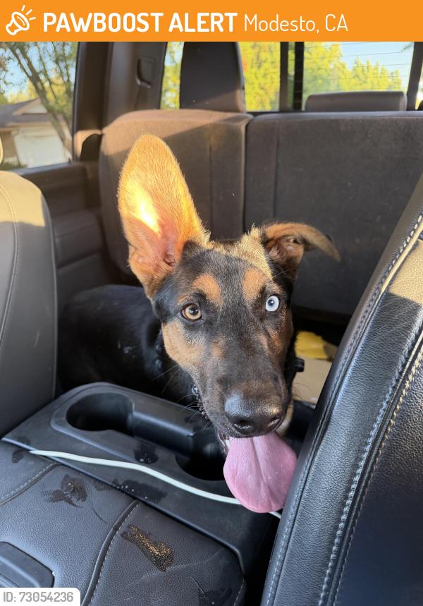 Found/Stray Unknown Dog last seen Warwick and rumble , Modesto, CA 95350