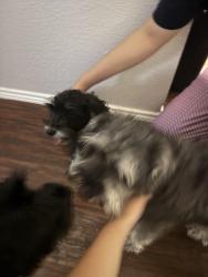 Found/Stray Male Dog last seen Misty Ridge Ln Rockwall, Rockwall, TX 75032
