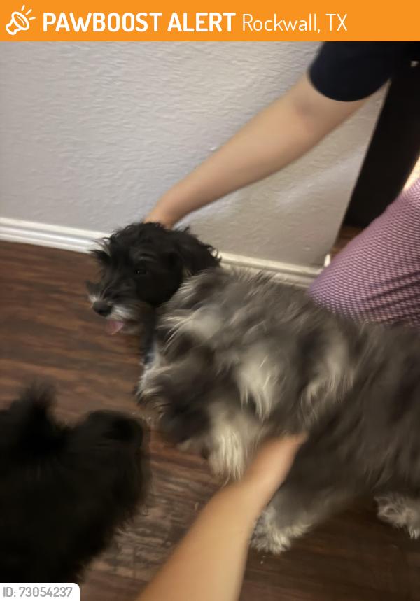 Found/Stray Male Dog last seen Misty Ridge Ln Rockwall, Rockwall, TX 75032