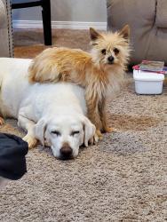 Lost Female Dog last seen Near warm wind pl nw, Albuquerque, NM 87120
