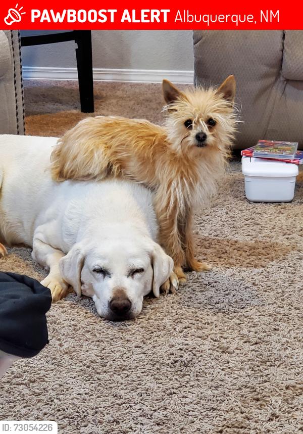Lost Female Dog last seen Near warm wind pl nw, Albuquerque, NM 87120