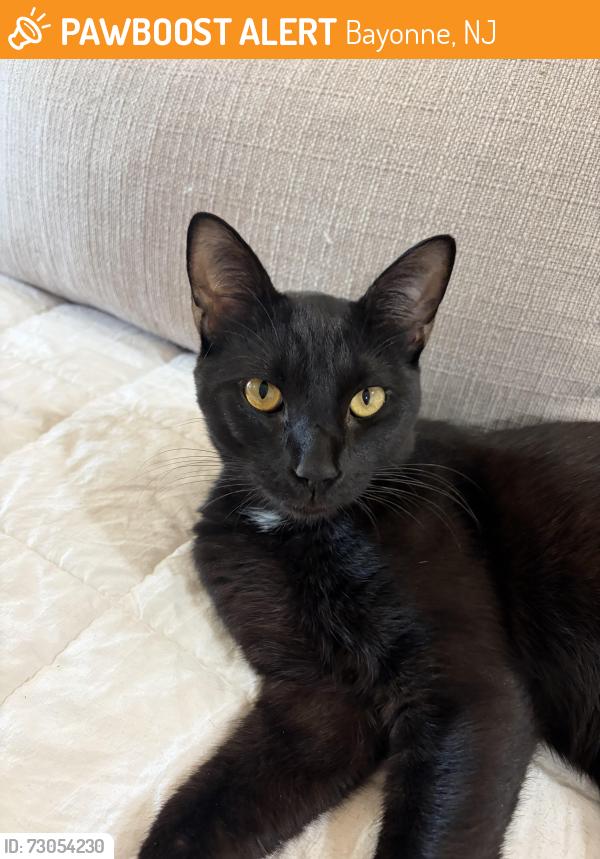 Found/Stray Male Cat last seen Boatworks dr bayonne new jersey, Bayonne, NJ 07002