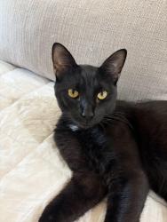 Found/Stray Male Cat last seen Boatworks dr bayonne new jersey, Bayonne, NJ 07002