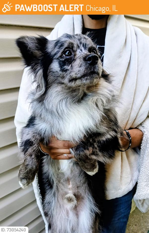 Found/Stray Male Dog last seen Cermak and ogden, Chicago, IL 60623