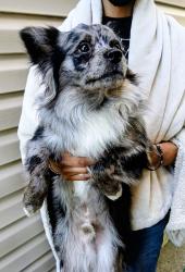 Found/Stray Male Dog last seen Cermak and ogden, Chicago, IL 60623