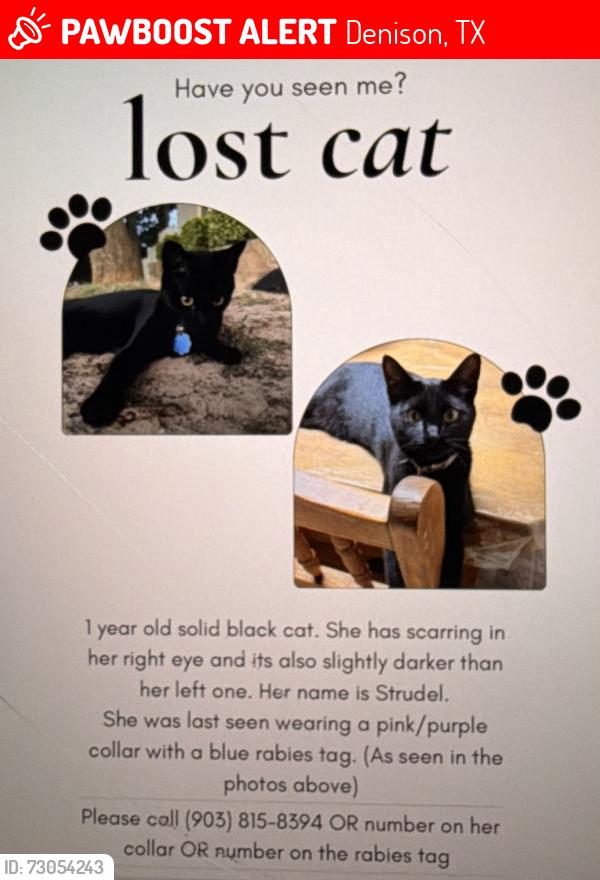 Lost Female Cat last seen Hwy 69 & Center St in Denison, Texas, Denison, TX 75021