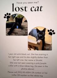 Lost Female Cat last seen Hwy 69 & Center St in Denison, Texas, Denison, TX 75021