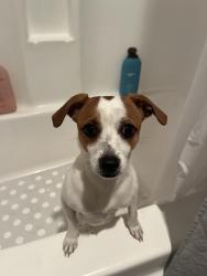 Reunited Male Dog last seen W Gonzales rd Oxnard ca, Oxnard, CA 93030