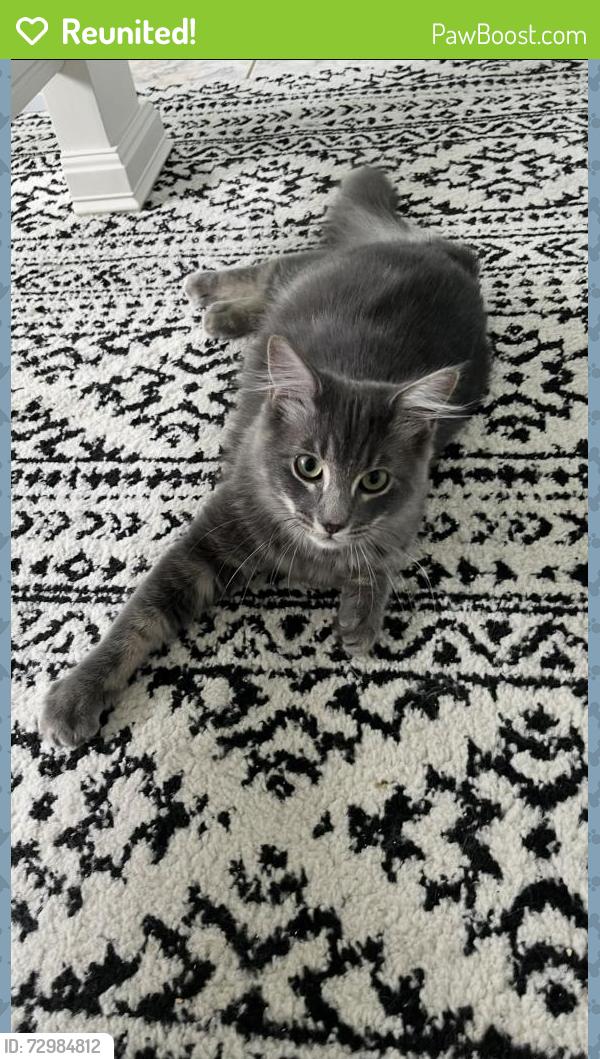 Reunited Male Cat last seen Jennings pointe , Oakleaf Plantation, FL 32065