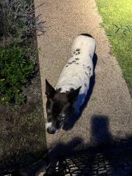 Found/Stray Female Dog last seen FM 2137, Bullard, TX 75757