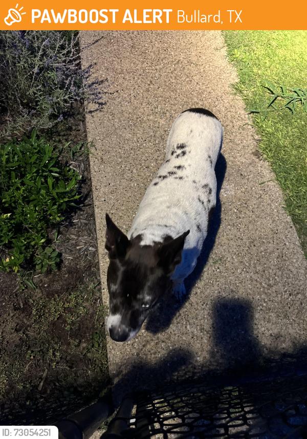 Found/Stray Female Dog last seen FM 2137, Bullard, TX 75757