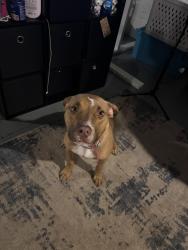 Reunited Female Dog last seen Riverside and rockton rd, Rockford, IL 61103